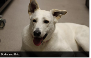 Britz is available at Red Deer SPCA