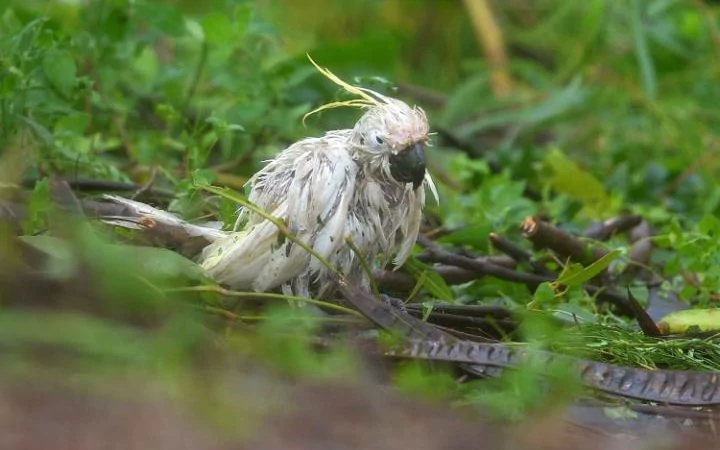 A battered and weathered looking Cockatoo stands amongst fallen branches during cyclone Debbie in Airlie Beach, Queensland.